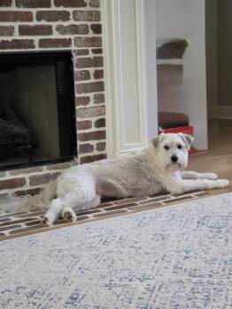 Charlie -  Giant Schnauzer and Poodle Dog for Adoption in Baker, Louisiana - Charlie | PetCurious
