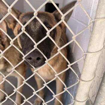 Kota -  Shepherd Dog for Adoption in Columbus, North Carolina - Kota | PetCurious