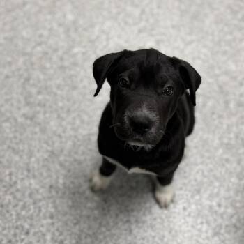 Stubby -  Cane Corso Dog for Adoption in Grand Rapids, Michigan - Stubby | PetCurious