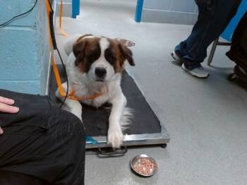 ASHTON -  Saint Bernard and Mixed Breed Dog for Adoption in Albuquerque, New Mexico - ASHTON | PetCurious