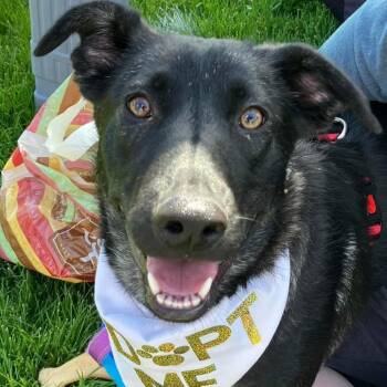 Rescue Shepherd Dogs for Adoption in Crystal, Minnesota - Zinnia | PetCurious