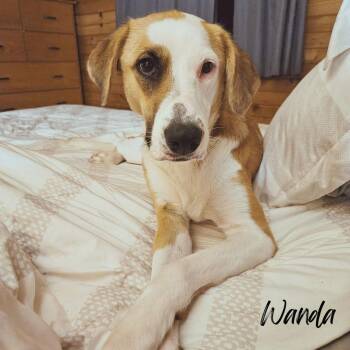 Rescue Mixed Breed Dogs for Adoption in Janesville, Wisconsin - Wanda (Courtesy Post) | PetCurious