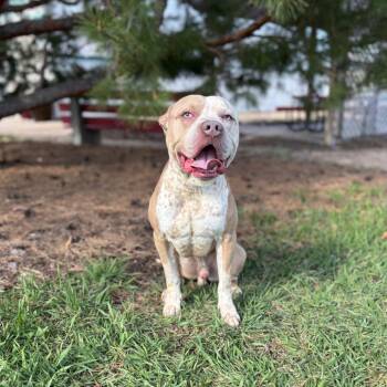 Pit Bull Terrier and Mixed Breed Dogs Available for Adoption in Fargo, North Dakota - Hawk Eye | PetCurious