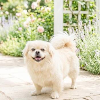 BISCUIT -  Pekingese and Pomeranian Dog for Adoption in Athens, Alabama - BISCUIT | PetCurious