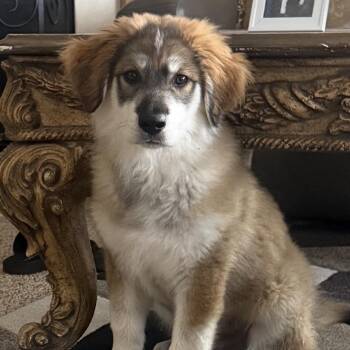 Husky and Great Pyrenees Dogs Available for Adoption in Muncie, Indiana - Blaze | PetCurious