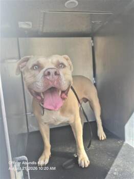 TANG -  American Staffordshire Terrier Dog for Adoption in San Antonio, Texas - TANG | PetCurious