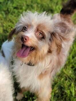 AJ -  Aussiedoodle Dog for Adoption in Hornell, New York - AJ | PetCurious