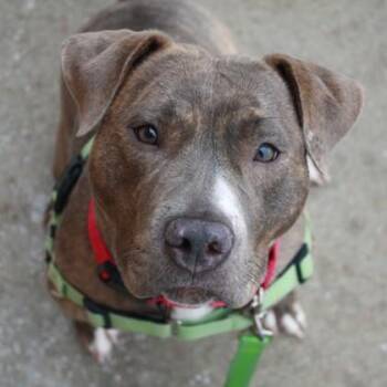 American Staffordshire Terrier and Mixed Breed Dogs Available for Adoption - Sage | PetCurious
