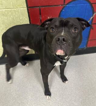 Pit Bull Terrier Dogs Available for Adoption - POINDEXTER | PetCurious