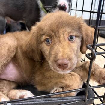 Wilma 22550 -  Mixed Breed Dog for Adoption in Cumming, Georgia - Wilma 22550 | PetCurious