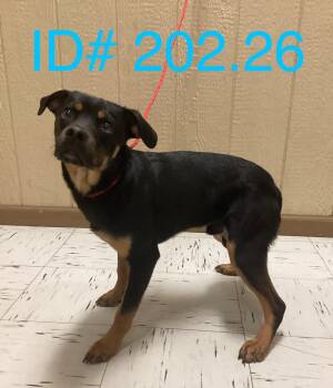 Shepherd Dogs Available for Adoption - #202.26 | PetCurious
