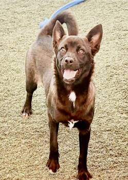 Lumi -  Australian Kelpie and Chihuahua Dog for Adoption in Salinas, California - Lumi | PetCurious