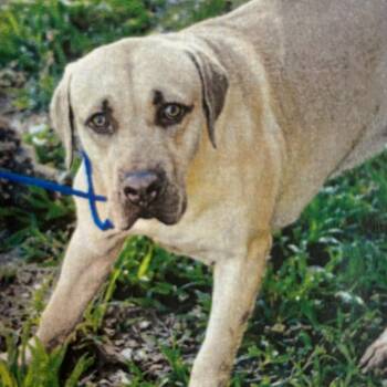 Duncan -  Mixed Breed Dog for Adoption in Jupiter, Florida - Duncan | PetCurious