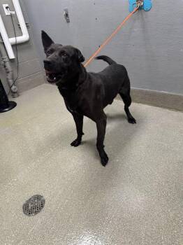 Rescue Labrador Retriever and Mixed Breed Dogs for Adoption in Las Vegas, Nevada - COBBER | PetCurious