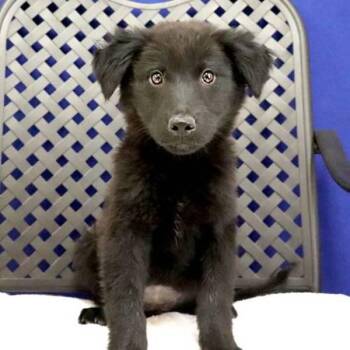 German Shepherd Dog Dogs Available for Adoption in Midland, Texas - Sierra Blanca | PetCurious