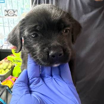 Maxemo -  Mixed Breed Dog for Adoption in Savannah, Georgia - Maxemo | PetCurious