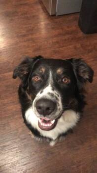 Border Collie Dogs Available for Adoption - Ares | PetCurious