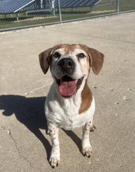 Rescue Basset Hound and Mixed Breed Dogs for Adoption in Geneva, Illinois - ZINA | PetCurious