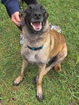 Belgian Shepherd Malinois Dogs Available for Adoption in Pompano Beach, Florida - Mali 3162 | PetCurious