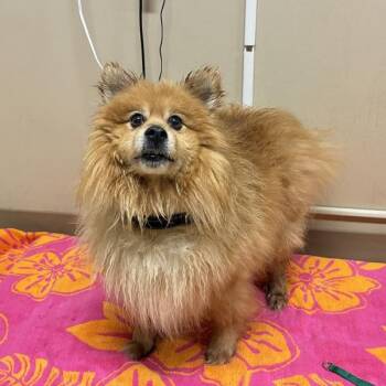 Ted -  Pomeranian Dog for Adoption in Troutdale, Oregon - Ted | PetCurious