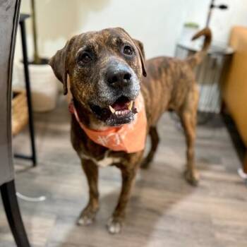 Labrador Retriever and Mastiff Dogs Available for Adoption in Friendswood, Texas - Uncle Joe Steady Eddie | PetCurious