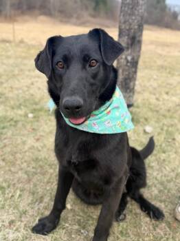 Mixed Breed Dogs Available for Adoption in Menomonie, Wisconsin - Whistle | PetCurious