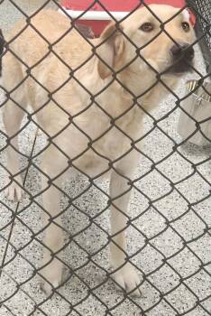 Labrador Retriever Dogs Available for Adoption in Republic, Missouri - Tereasa | PetCurious