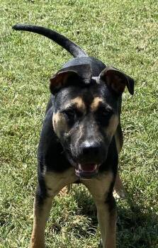 Peachtree Connie -  Shepherd Dog for Adoption in Milton, Georgia - Peachtree Connie | PetCurious
