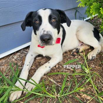 Pepper -  Dalmatian and Mixed Breed Dog for Adoption in Madisonville, Tennessee - Pepper | PetCurious