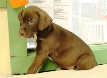 Barkula -  Labrador Retriever and Mixed Breed Dog for Adoption in Picayune, Mississippi - Barkula | PetCurious