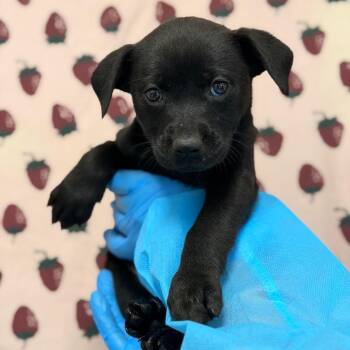 Luke Skywalker -  Shepherd and Mixed Breed Dog for Adoption in San Antonio, Texas - Luke Skywalker | PetCurious