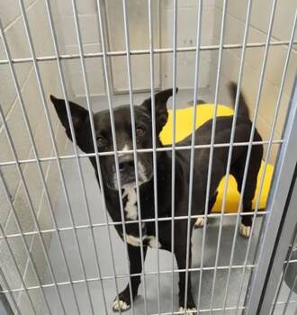 Toby -  Shepherd and Cattle Dog Dog for Adoption in Kingman, Arizona - Toby | PetCurious