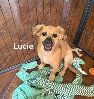 Lucie -  Havanese and Spaniel Dog for Adoption in Phoenix, Arizona - Lucie | PetCurious