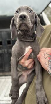 Weimaraner and Rottweiler Dogs Available for Adoption - Weimaraner Puppies | PetCurious