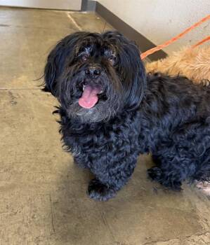 FRANKLIN -  Poodle and Mixed Breed Dog for Adoption in Ontario, California - FRANKLIN | PetCurious