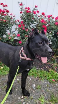 Macie (1 Year Old) -  Pit Bull Terrier Dog for Adoption in Albany, New York - Macie (1 Year Old) | PetCurious
