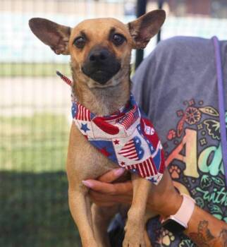 Bandit -  Jack Russell Terrier Dog for Adoption in Boston, Massachusetts - Bandit | PetCurious