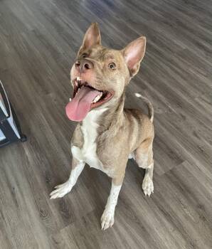 Rescue Mixed Breed Dogs for Adoption in Circleville, Ohio - Camo | PetCurious
