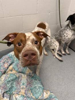 JULIUS -  English Pointer and Mixed Breed Dog for Adoption in Indianapolis, Indiana - JULIUS | PetCurious