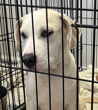 Bartholomew -  Mixed Breed Dog for Adoption in Parma, Ohio - Bartholomew | PetCurious