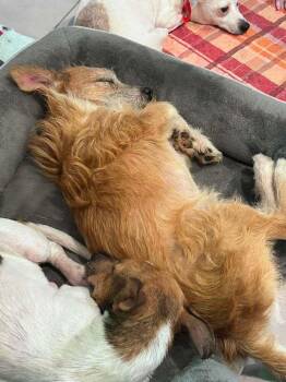 Chase -  Chihuahua and Mixed Breed Dog for Adoption in Saugus, Massachusetts - Chase | PetCurious