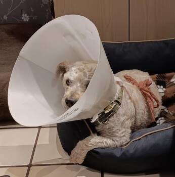 Miniature Poodle Dogs Available for Adoption in Scottsdale, Arizona - Alvin3 | PetCurious
