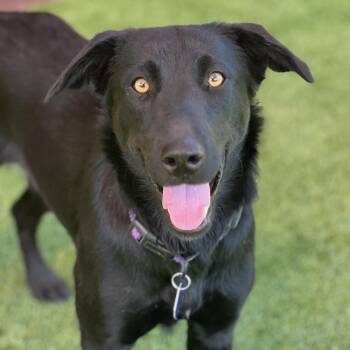 Starla -  Labrador Retriever and Shepherd Dog for Adoption in San Diego, California - Starla | PetCurious