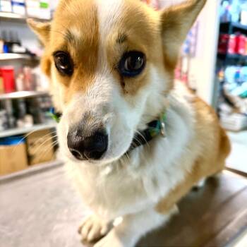 Rescue Corgi Dogs for Adoption in West Chester, Pennsylvania - Honey | PetCurious