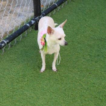 Rescue Chihuahua Dogs for Adoption in Humacao, Humacao - Gracie | PetCurious