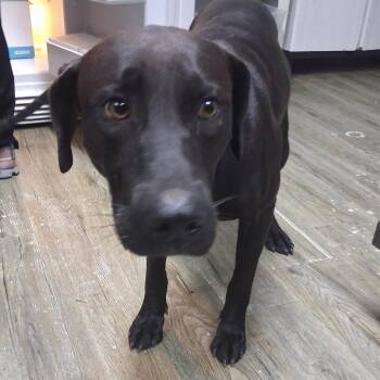 Squid -  Mixed Breed Dog for Adoption in Summerville, South Carolina - Squid | PetCurious