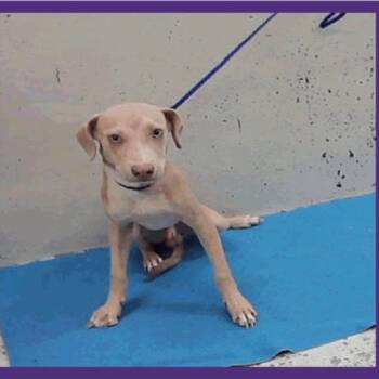 Zag -  Labrador Retriever and Mixed Breed Dog for Adoption in Tacoma, Washington - Zag | PetCurious