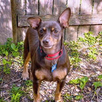 Chihuahua and Miniature Pinscher Dogs Available for Adoption in Boerne, Texas - Prince | PetCurious
