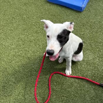 Labrador Retriever and Terrier Dogs Available for Adoption in St. Peters, Missouri - Tommy | PetCurious