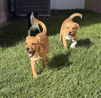 Cordell Walker -  Labrador Retriever Dog for Adoption in Salt Lake City, Utah - Cordell Walker | PetCurious